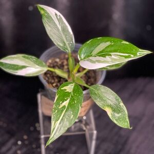 White Princess Philodendron